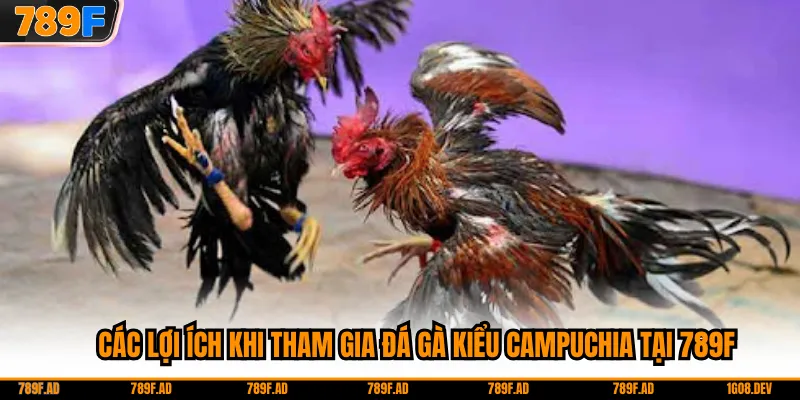 Các lợi ích khi tham gia đá gà kiểu Campuchia tại 789F