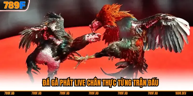 Đá gà phát live chân thực từng trận đấu