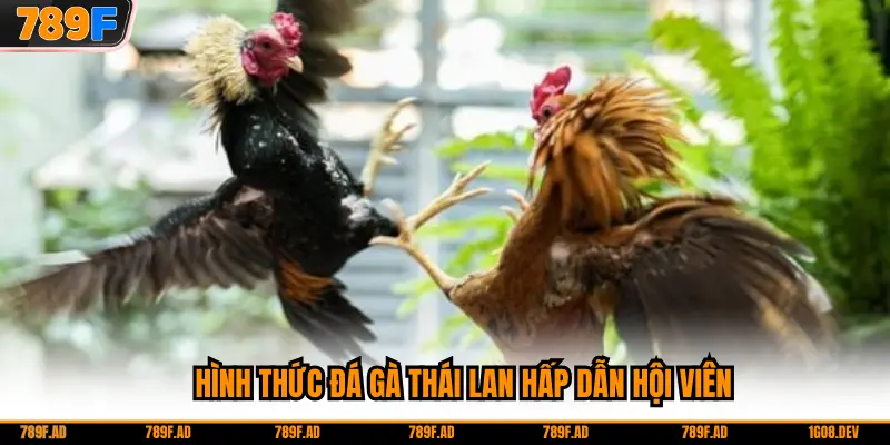 Hình thức đá gà Thái Lan hấp dẫn hội viên